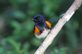 American Redstart