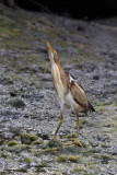 Least Bittern