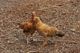 Young chickens