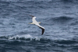 `A  (Red-footed Booby)
