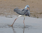 Tricolored Heron