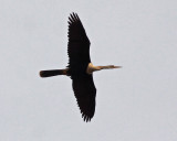 Anhinga