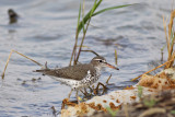 Spotted Sandpiper