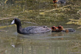 American Coot with young