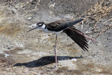 Black-necked Stilt