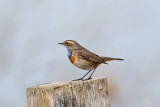 Bluethroat