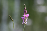 Common sainfoin