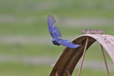 Mountain Bluebird