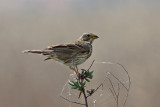 Corn Bunting