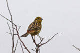 Yellowhammer