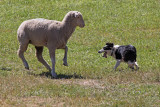 Stella at the Soldier Hollow Sheepdog Championship