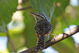 Band-backed Wren