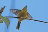 Rufous-capped Warbler