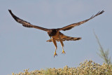 Northern Harrier