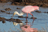 Roseate Spoonbill