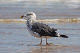 Lesser Black-backed Gull