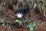 White-throated Rail chick