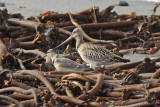 Bar-tailed Godwits and Red Knot