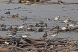 Dunlin