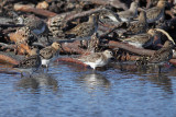 Dunlin