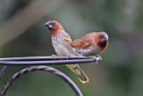 Scaly-breasted Munia