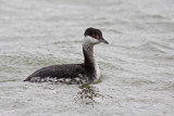 Horned Grebe