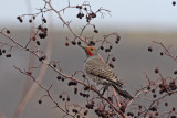Northern Flicker (Red-shafted)