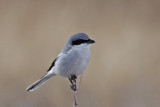 Loggerhead Shrike