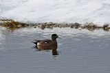 American Wigeon