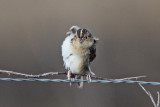 Grasshopper Sparrow