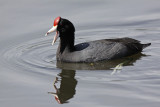 `Alae Ke`oke`o (Hawaiian Coot, Red-shielded)