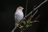 Northern Red Bishop
