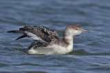 Common Loon