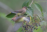 Cedar Waxwings