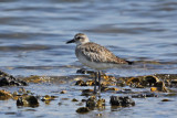 American Golden-Plover
