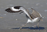 Willet