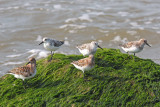 Sanderlings