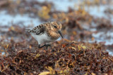 Sanderling