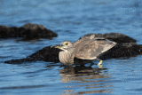 Black-crowned Night-heron (Aukuu)