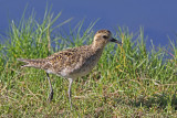 Kolea (Pacific Golden-Plover)