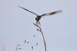 Four-spotted Pennant with web