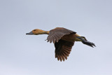 Fulvous Whistling-Duck