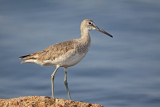 Willet