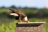 Crested Caracara