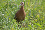 King Rail