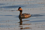 Eared Grebe