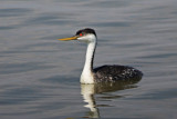 Western Grebe