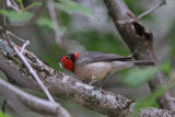 Red-faced Warbler