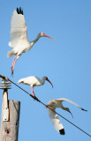 Three White Ibis