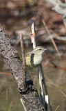 Palm warbler